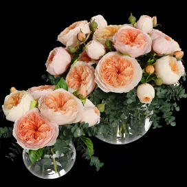 Rosa juliet